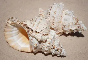 Bursa Bobo Shell